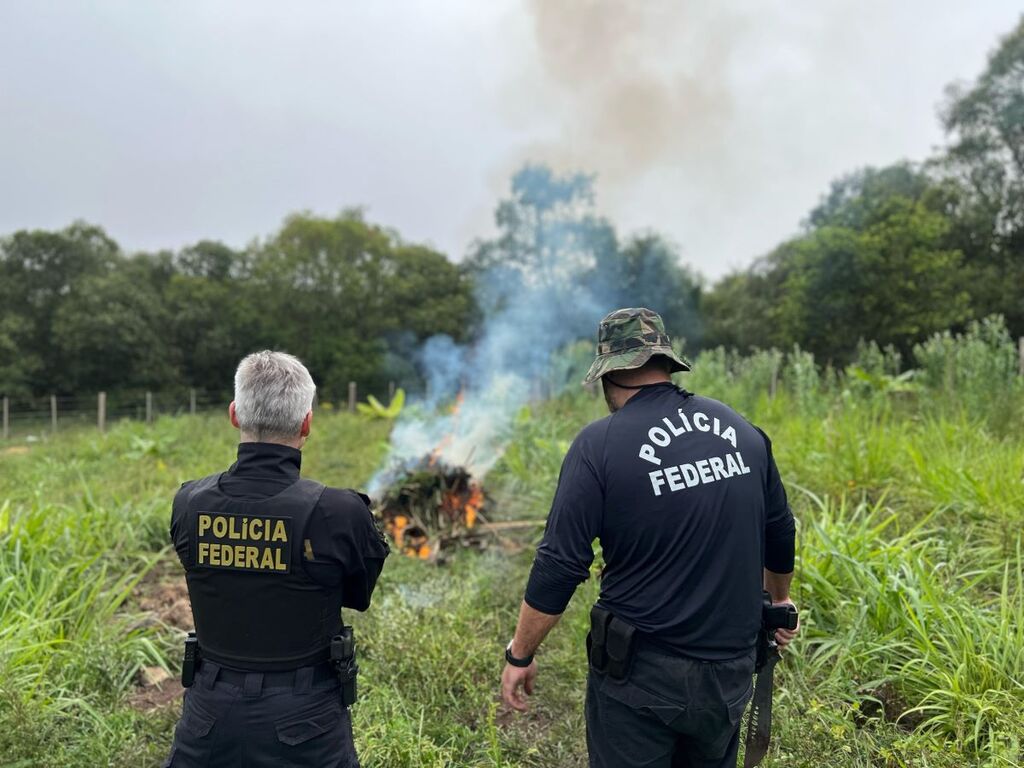 Foto: Polícia Federal (Divulgação) - Associação Cannábica Ascamed foi alvo de operação da Polícia Federal na semana passada, por suspeita de cultivo irregular de maconha. Mudas foram incineradas em Caçapava do Sul