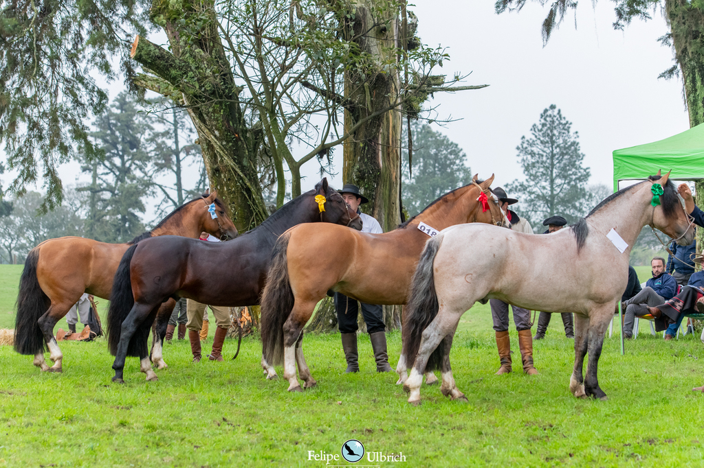 Cavalo Crioulo pode virar símbolo natural de Bagé