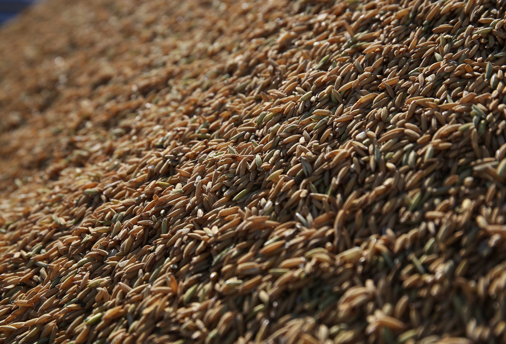 Colheita do arroz avança e atinge 50% da área plantada