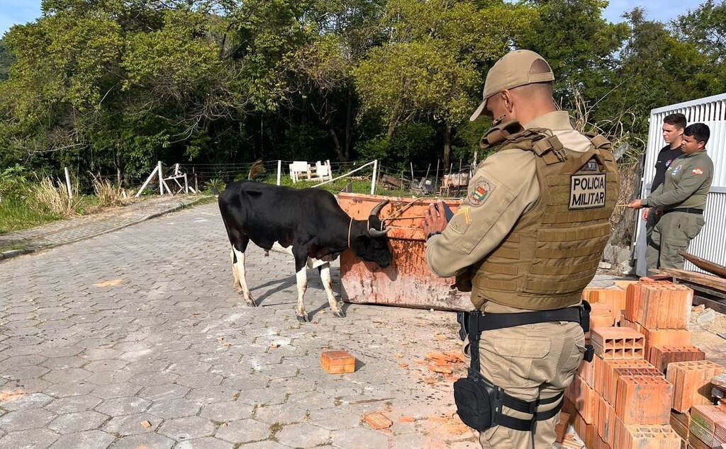 Divulgação/PMSC - Diretoria de Bem-Estar Animal Estadual promove evento e incentiva denúncias no mês de Conscientização e de alerta para Maus-Tratos