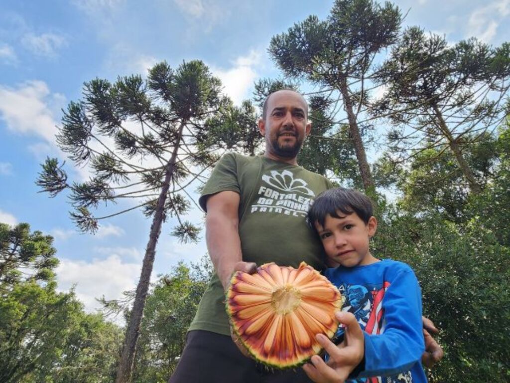 Pablo Gomes / Epagri - O agricultor Jaison de Liz Rosa, ao lado de seu filho Jadson Alves Rosa, na propriedade da família, que deve colher três toneladas de pinhão na safra 2025