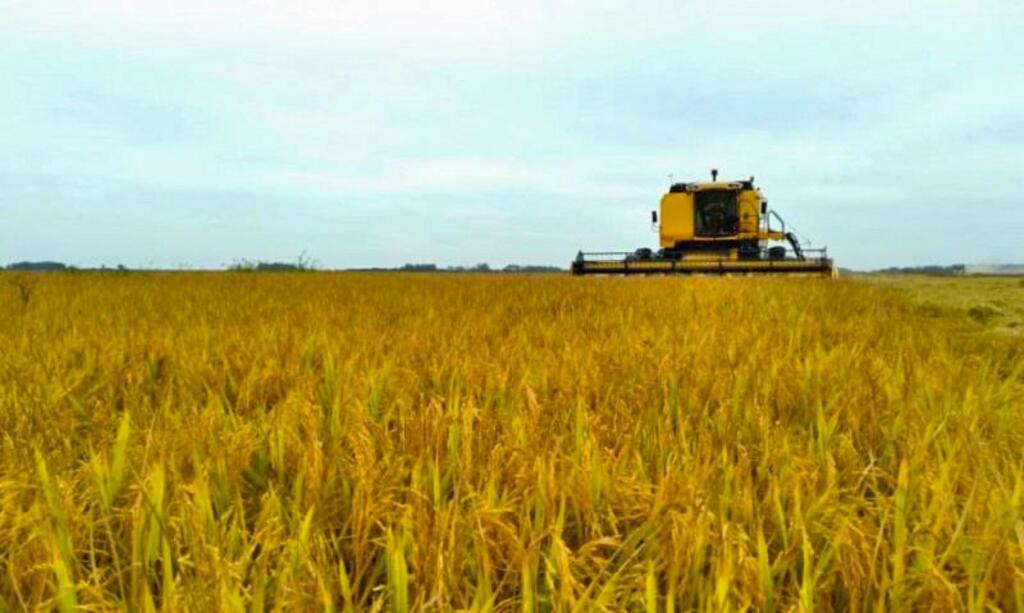 MAIS DE 90% DA LAVOURA DE ARROZ  DA REGIÃO JÁ FOI COLHIDA