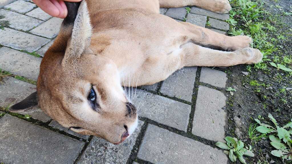 Leão Baio é atropelado na SC 114, em Lages