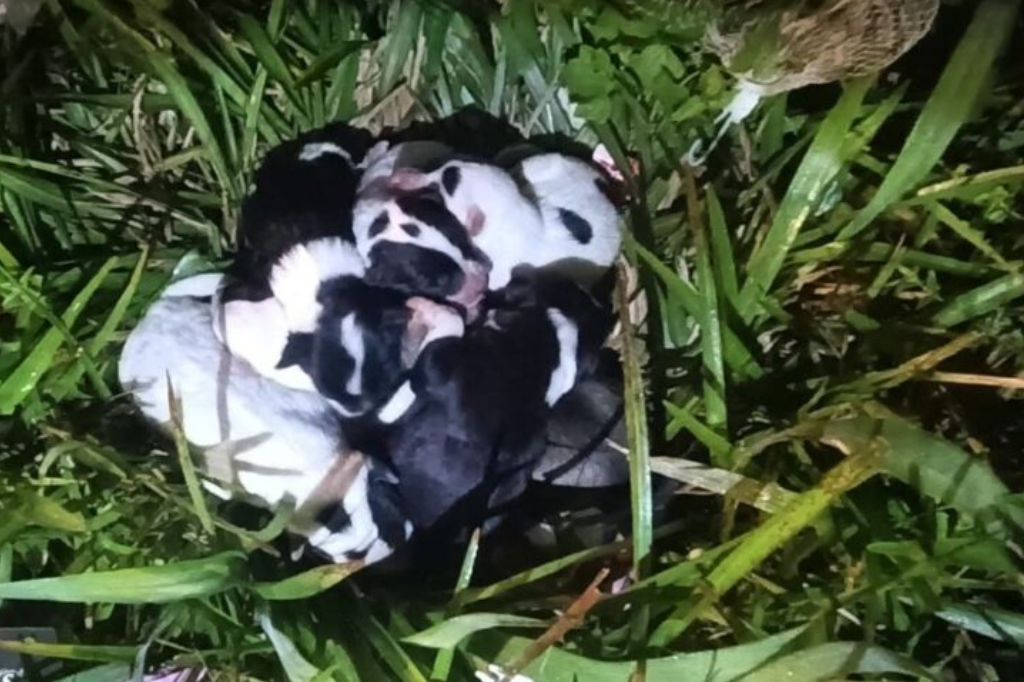 Foto: CBMSC - Bombeira entra em bueiro para salvar filhotes abandonados em sacola no Norte de SC