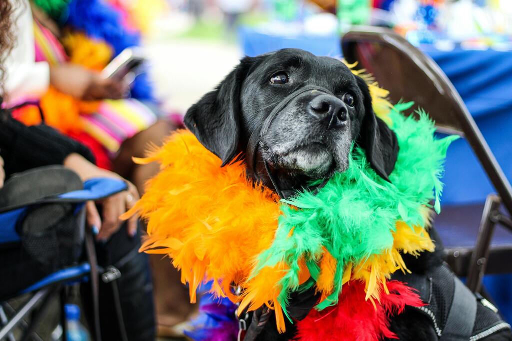 Carnaval animal: saiba os riscos de usar fantasias nos pets