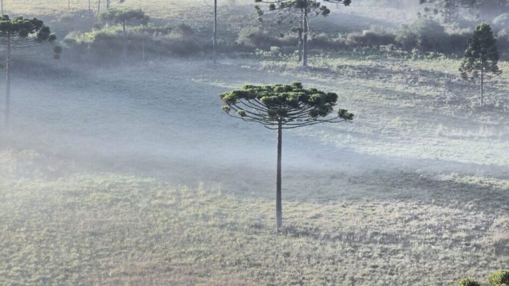 Frio intenso marca início da terça-feira em SC, com chance de geada
