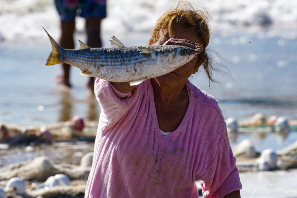 Começa a temporada da pesca da tainha em SC