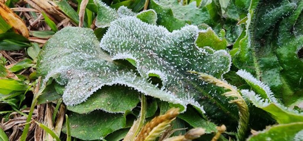 Geada cobre o Vale do Caminhos da Neve e São Joaquim registra -1,9°C