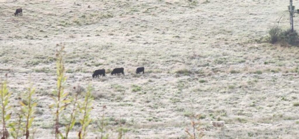 Geada cobre o Vale do Caminhos da Neve e São Joaquim registra -1,9°C