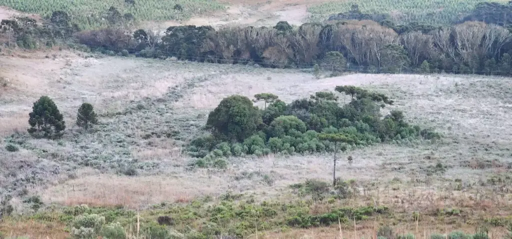 São Joaquim registra -1,9ºC e amanhece com forte geada na Serra catarinense