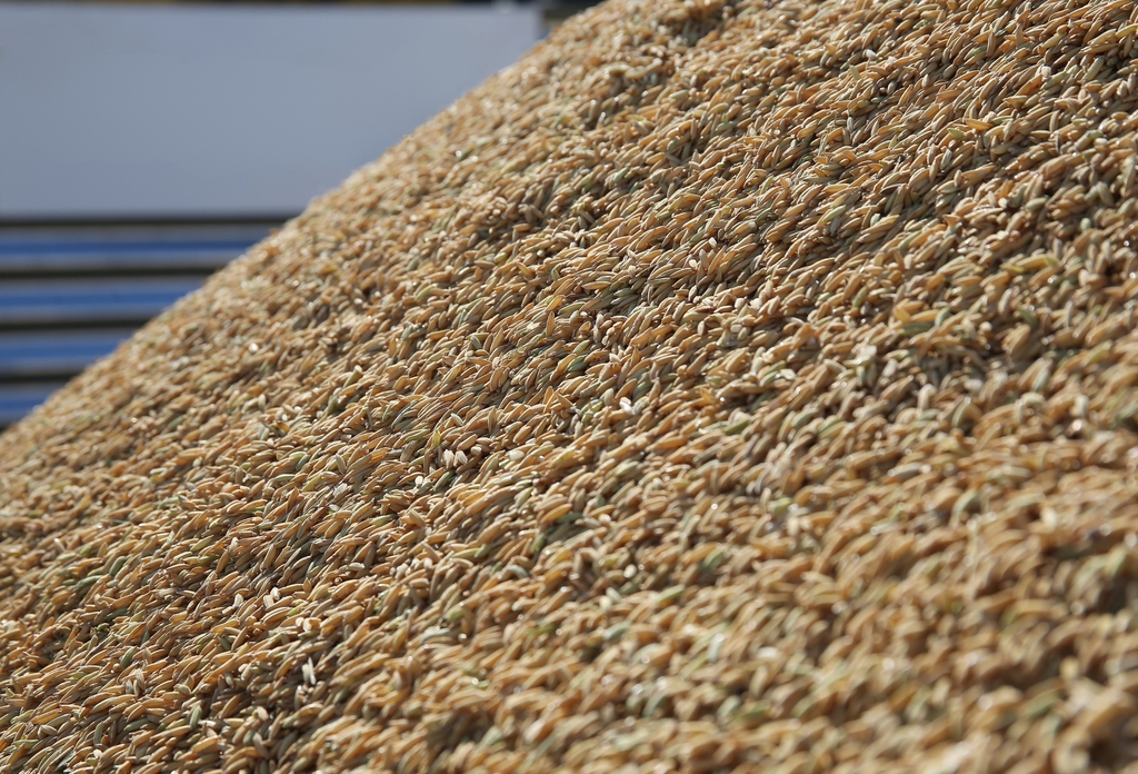Mercado de exportação do arroz segue aquecido no primeiro semestre de 2025