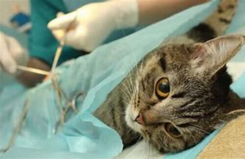 Município de São Francisco do Sul lança protocolo online para castração de cães e gatos