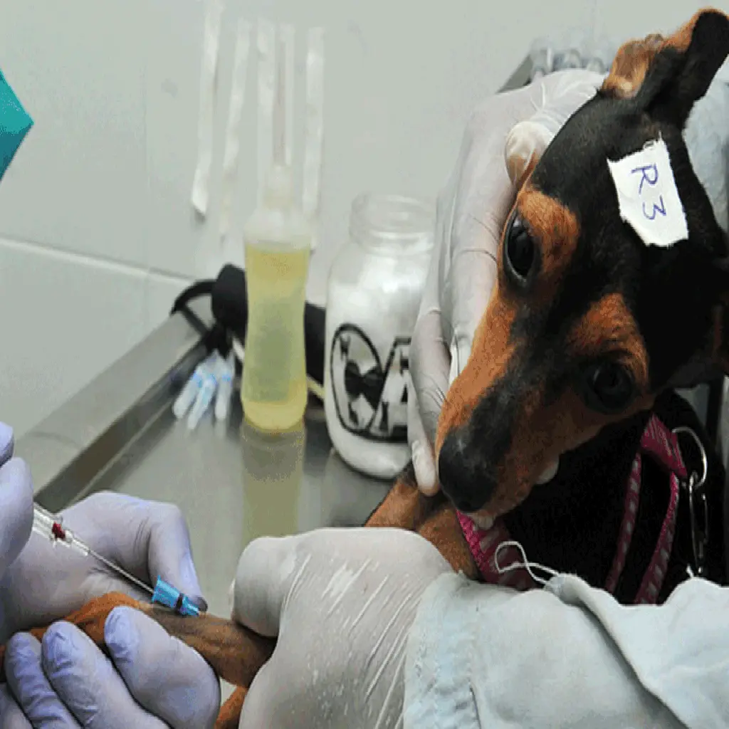 Castração de animais: entenda como funciona e os benefícios para os pets