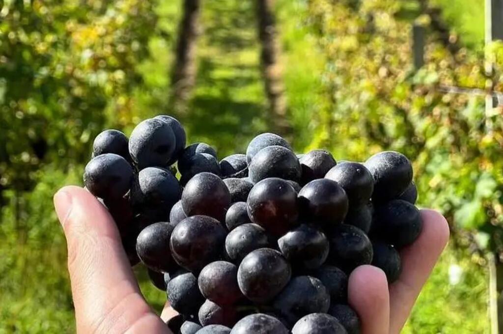 Vinhos de Altitude de Santa Catarina estão na lista dos melhores do Brasil
