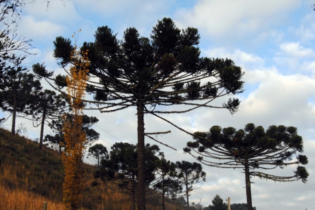 Semana começa com frio ao amanhecer e calor à tarde em Santa Catarina