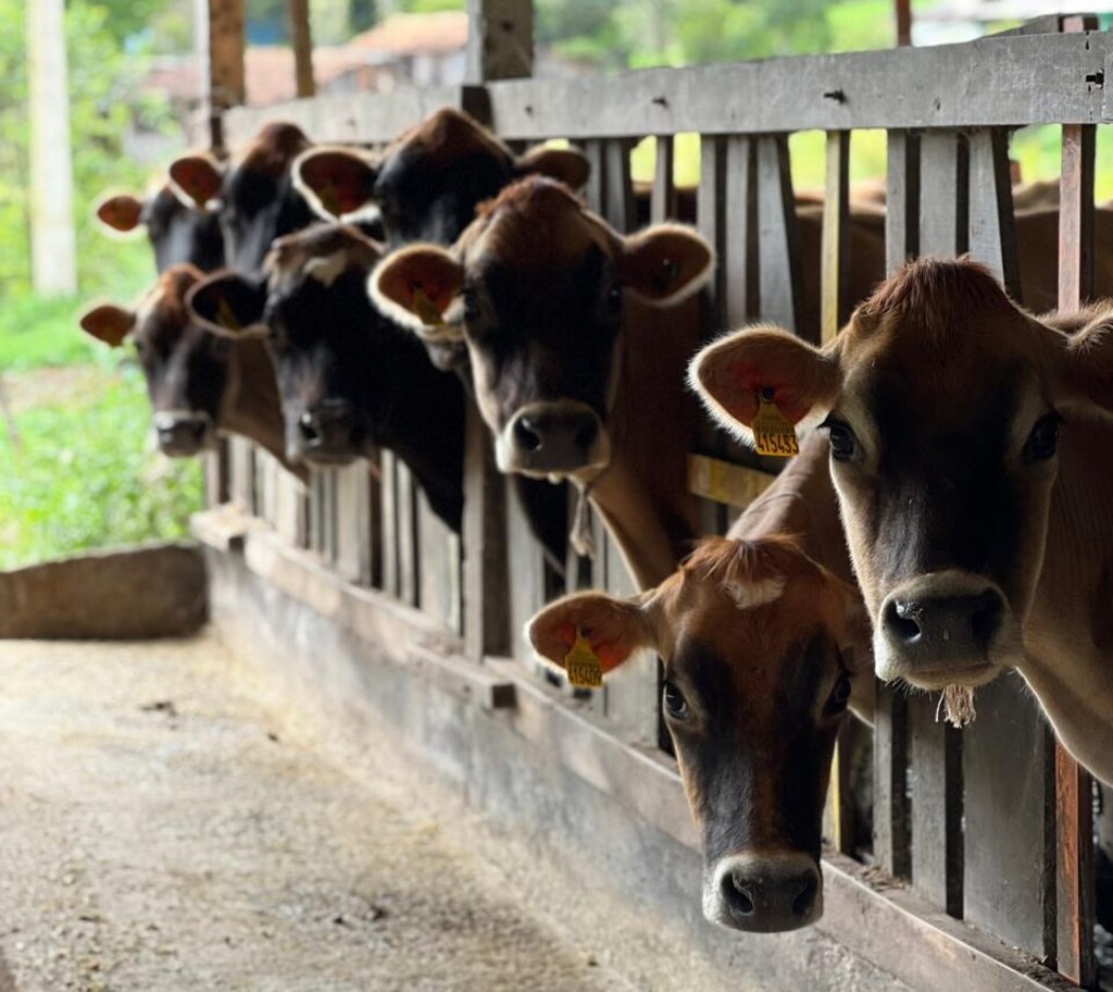 Com sanidade exemplar, SC se consolida como referência nacional em saúde animal