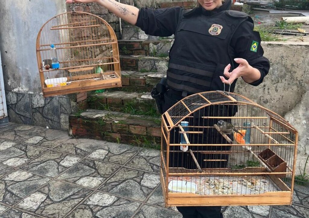Operação da Polícia Federal combate tráfico internacional de animais