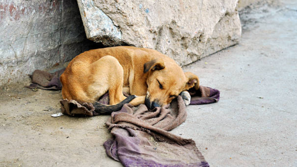 Avança projeto que cria disque denúncia de maus-tratos a animais
