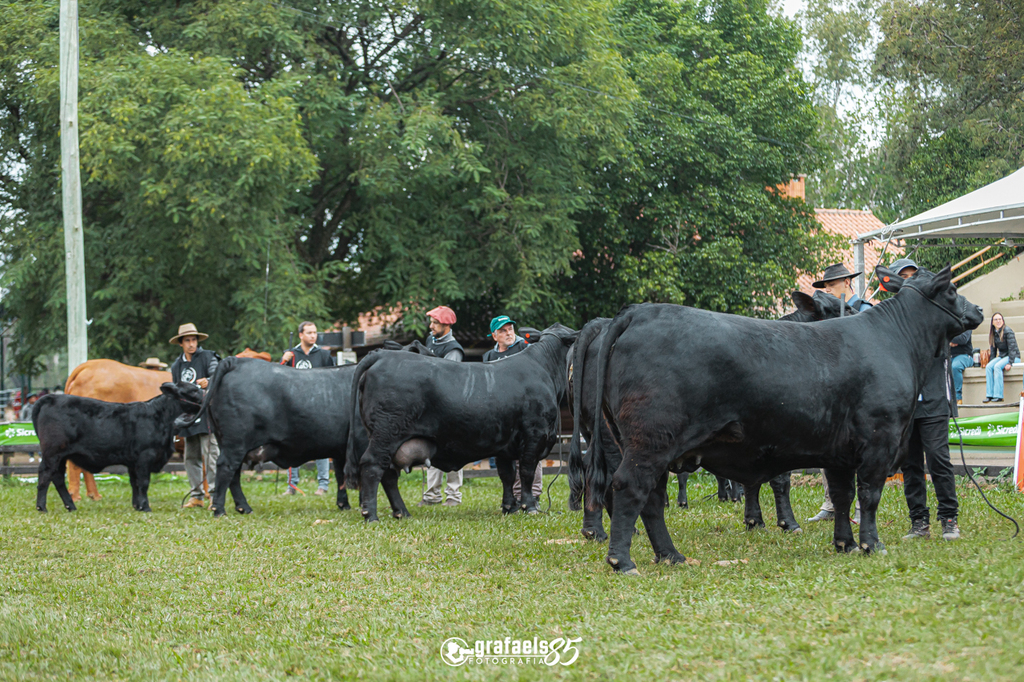 Uruguaiana sediará a ExpoBrangus 2025