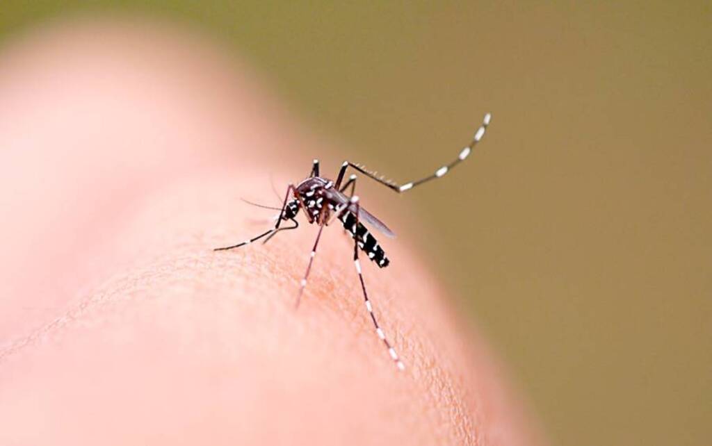 Santa Catarina tem 66 mil casos de dengue e sete mortes em 2025