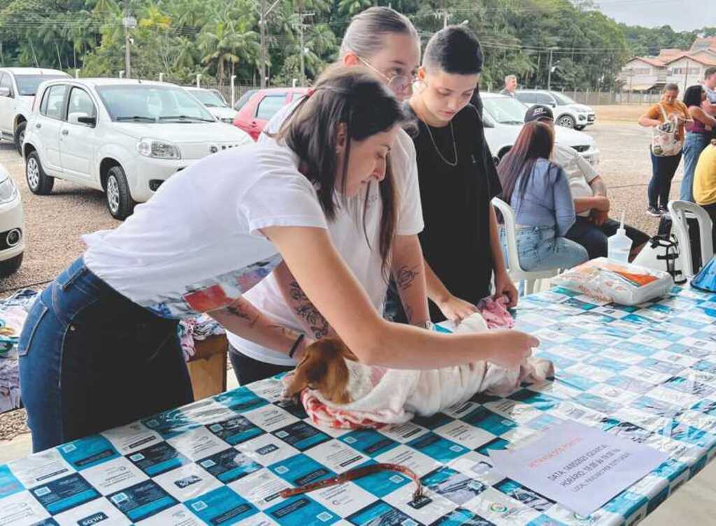 Mutirão de Castrações beneficia 124 animais em Ascurra