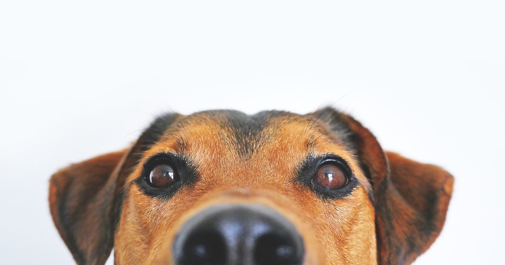 Maio Amarelo também é alerta para a saúde dos pets