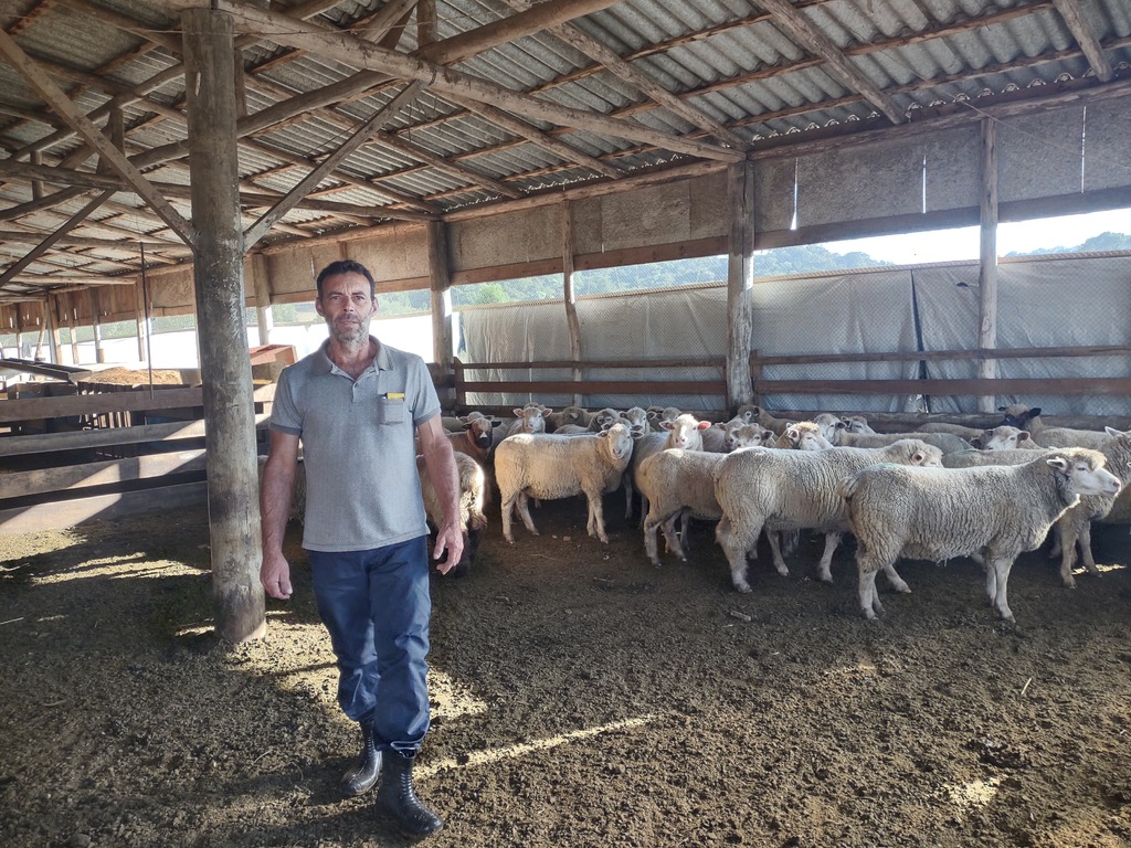 Criação de ovelhas ganha espaço no interior de Otacílio Costa