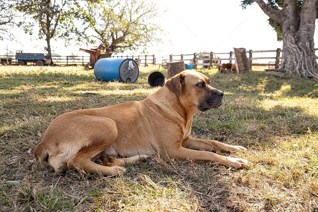 Maio Amarelo também é alerta para a saúde dos pets