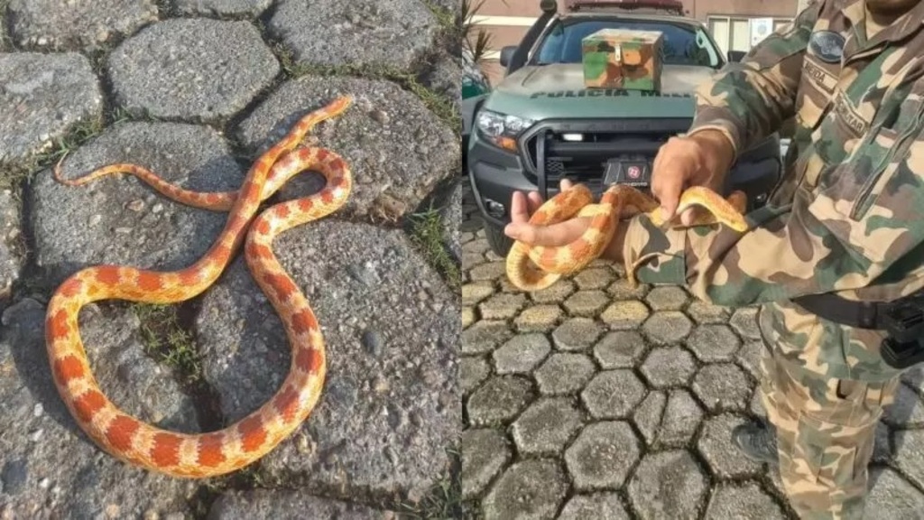  - IMAGEM DIVULGAÇÃO