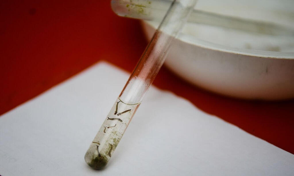 Bagé registra oito casos confirmados de dengue