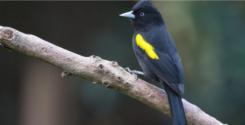 Joinville conquista espaço entre os principais roteiros de observação de aves do Brasil