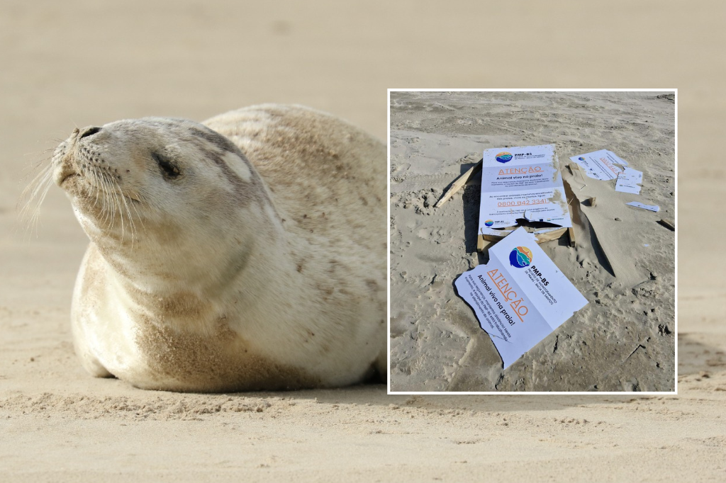 ABSURDO; foca-caranguejeira faz aparição inédita nas praias de Imbituba e Laguna e área de isolamento sofre invasão e vandalismo
