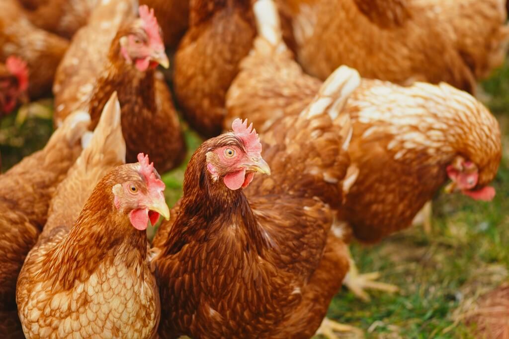 Confirmado caso de gripe aviária em aviário no estado