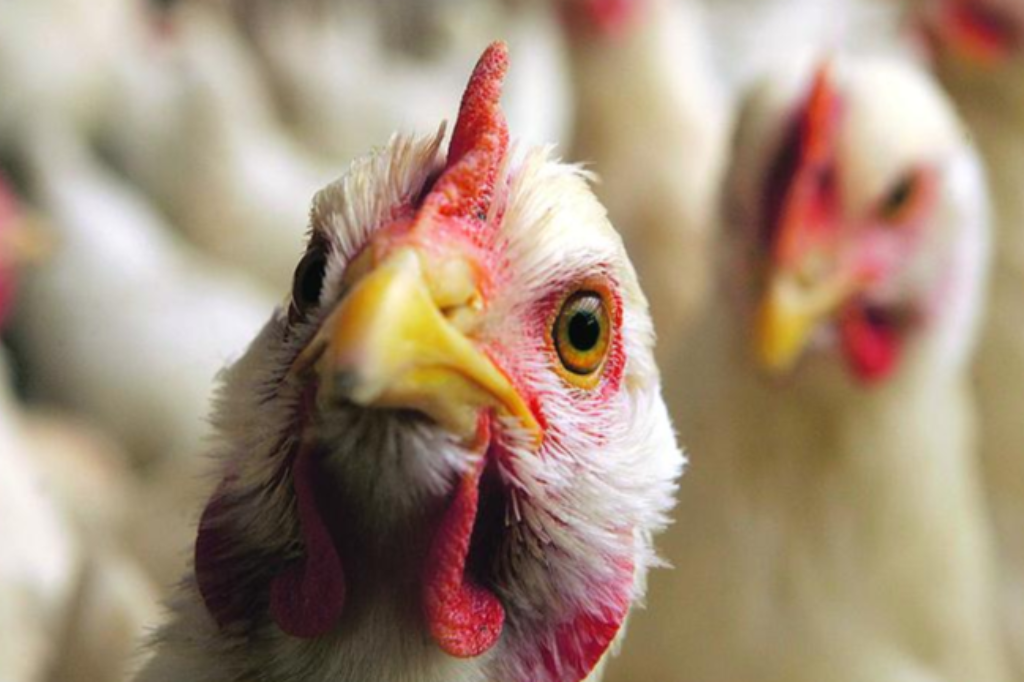 Imagem reprodução o - Primeiro caso de gripe aviária em aves comerciais é confirmado no Brasil; SC monitora suspeita em granja do Oeste