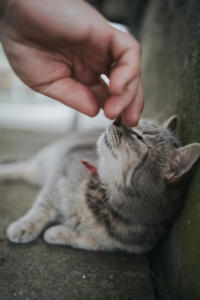 Veterinária alerta para importância da vacinação contra a gripe