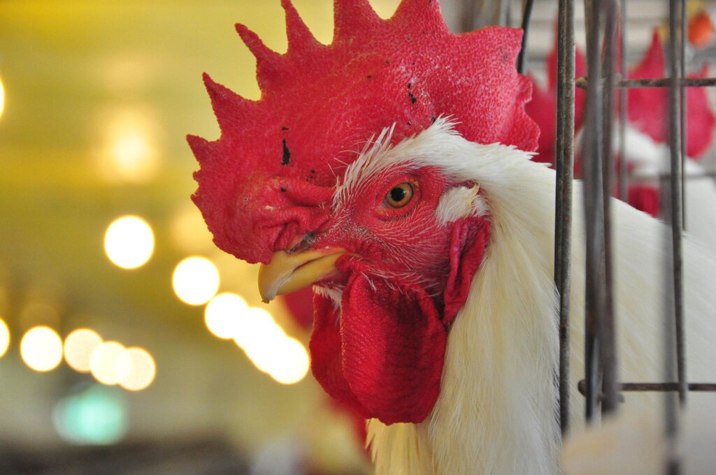Confirmado foco de gripe aviária em granja no RS