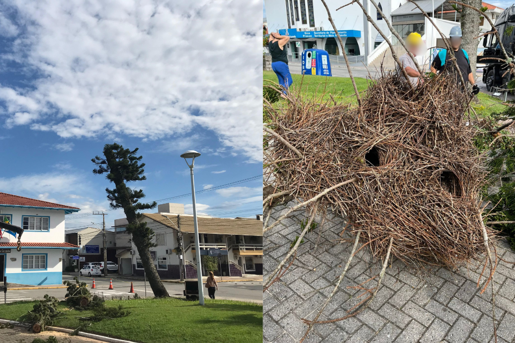 Prefeitura de Garopaba corta árvore na Praça Gov. Ivo Silveira e deixa maritacas sem ninho