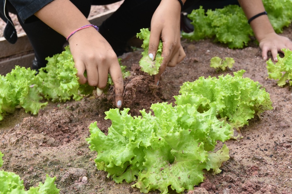 Cooperativa Agrobave é selecionada para fornecer merenda escolar com alimentos da agricultura familiar