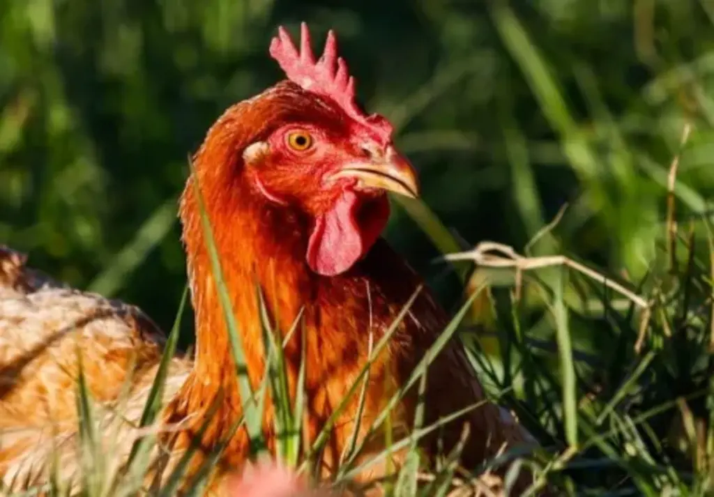 Foto: Divulgação / Secretaria de Agricultura - 