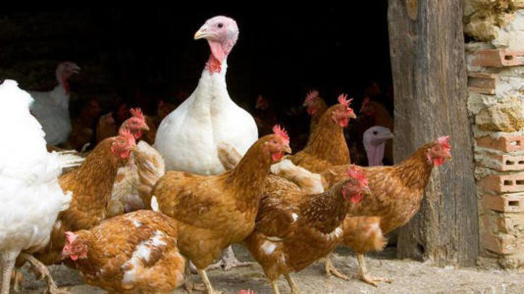 Gripe aviária: tire suas dúvidas sobre doença que afeta aves