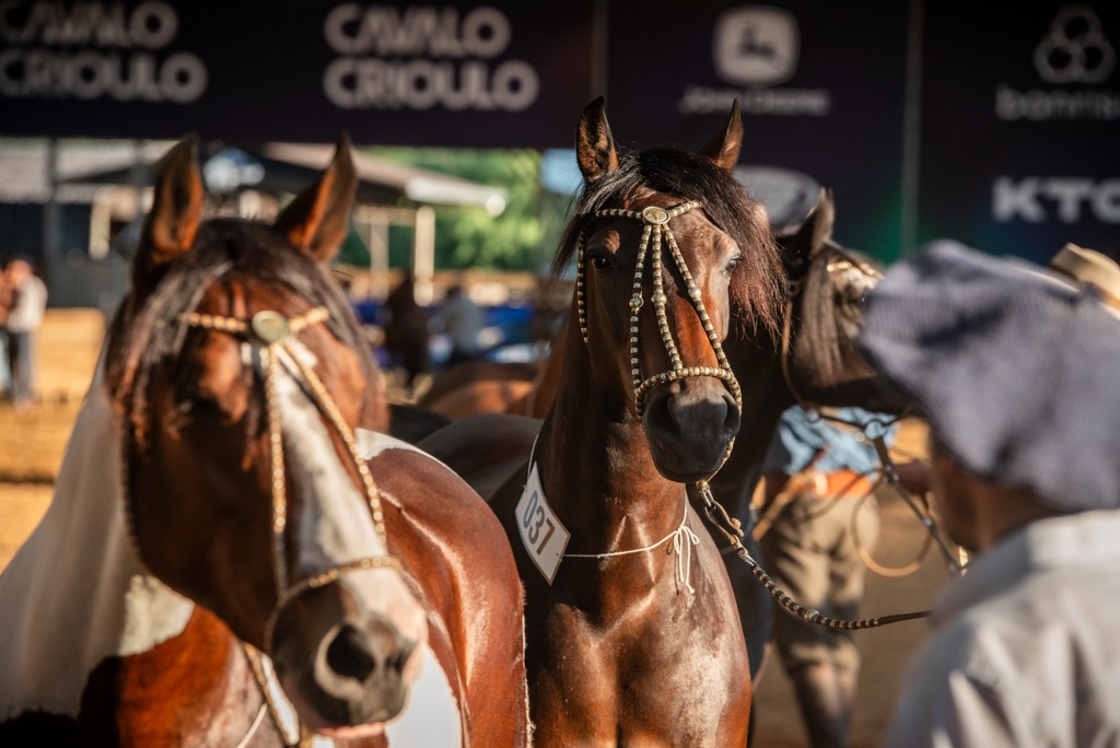 Uruguaiana sedia classificatória do Cavalo Crioulo