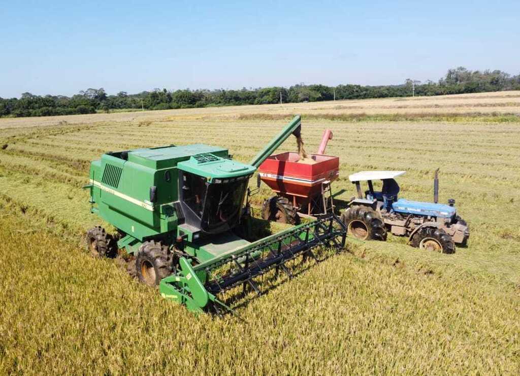Colheita do arroz está quase concluída, com destaque para a Campanha