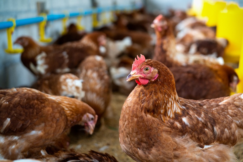 Carne de frango e ovos são seguros para consumo, enfatiza governo