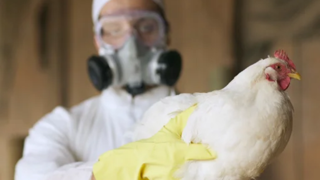 Montenegro entra em vazio sanitário após foco de gripe aviária