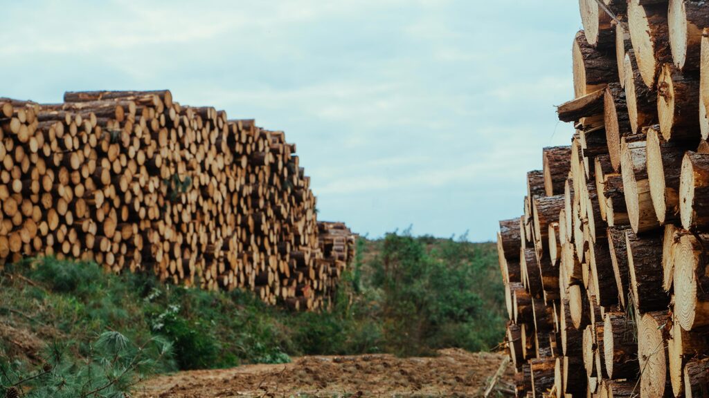 Associação Catarinense de Empresas Florestais lança estudo estatístico sobre o setor