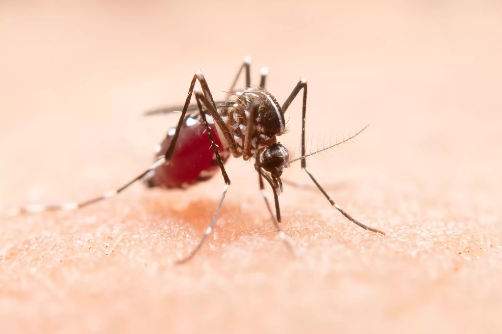 Chega a nove o número de casos confirmados de dengue