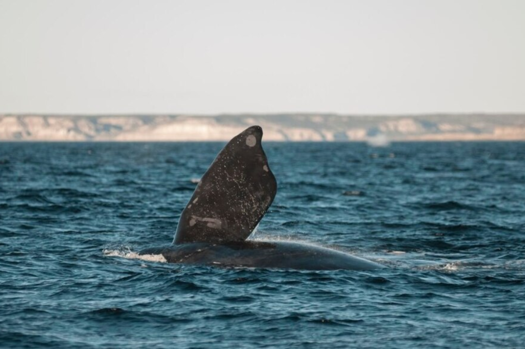 Gigantes do mar retornam ao litoral catarinense: temporada de baleias-francas começa com avistagens em Garopaba, Imbituba e Laguna