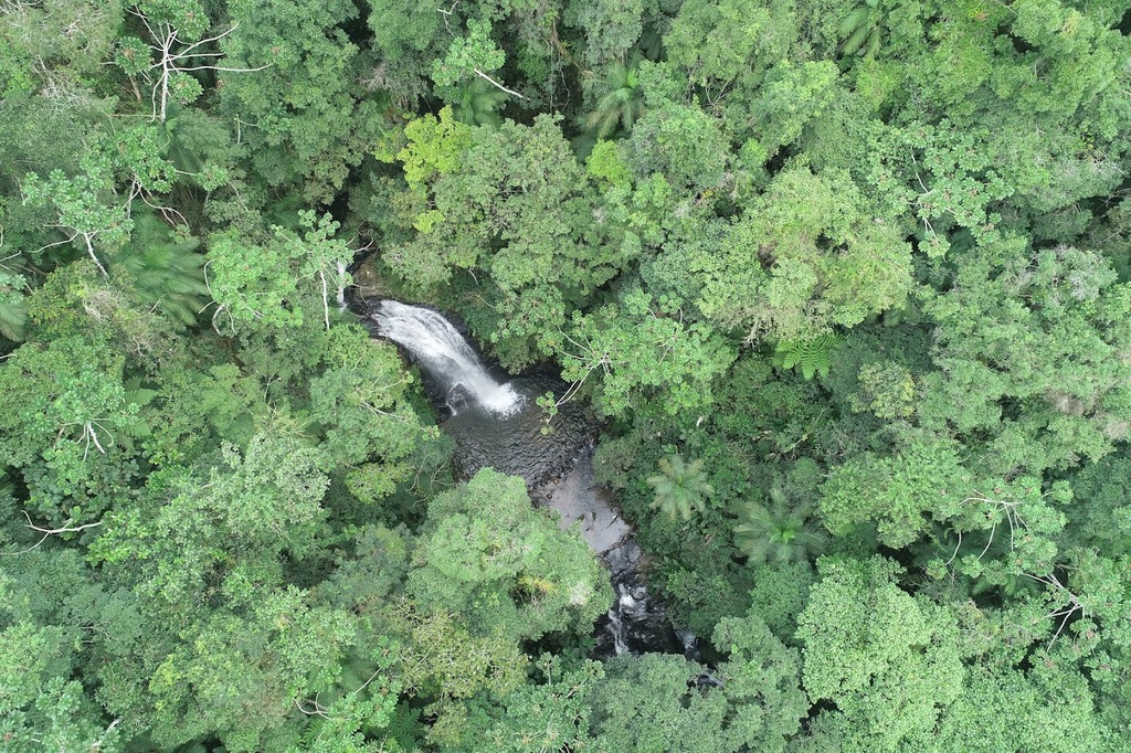 Imagem Artigo Geral Desmatamento em Santa Catarina cai 40% entre 2023 e 2024