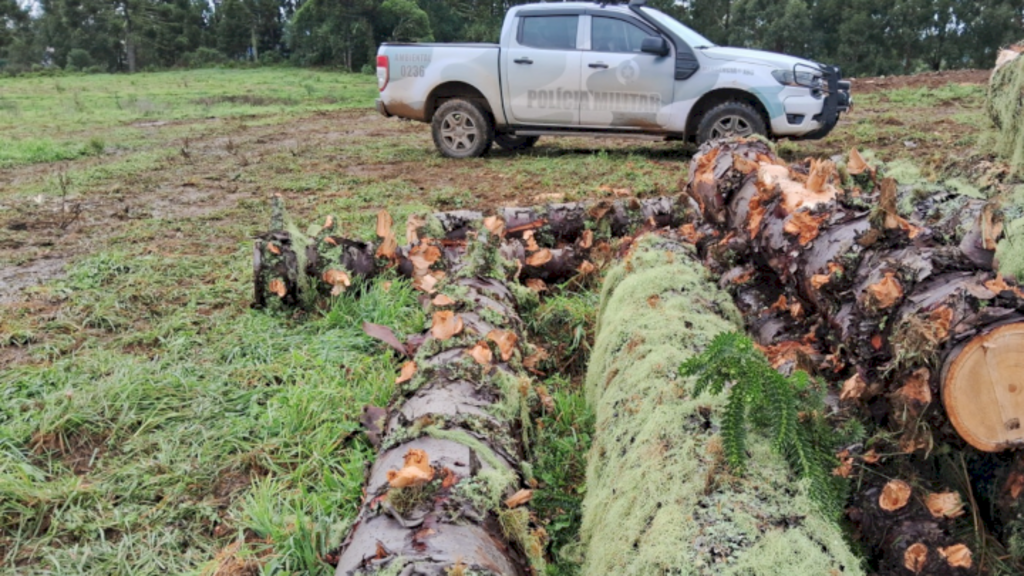 Flagrado corte ilegal de araucárias e intervenção em área de preservação