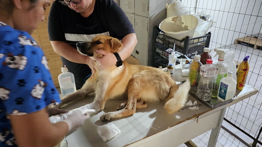Castramóvel retorna com 120 atendimentos gratuitos